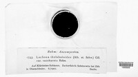 Cheilymenia theleboloides image